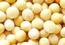 三轉基因大豆獲準入華 國內大豆銷售或受沖擊
