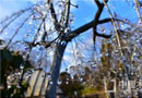 極家木門：體會木與玻璃中的藝術感