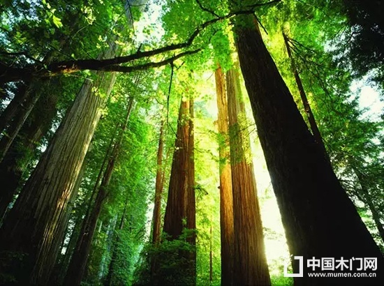 重慶天大木門 