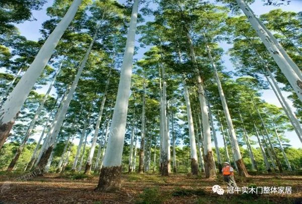 冠牛木門“簡·時代”將南美尤加利作為指定木材