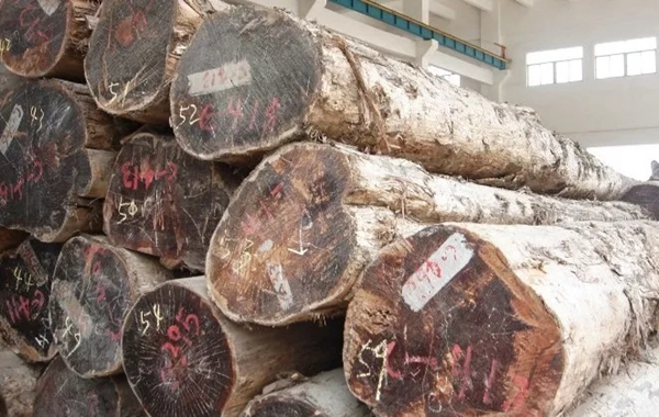 嘉禾定智：號稱“萬木之王，千年不腐”的竟是它！