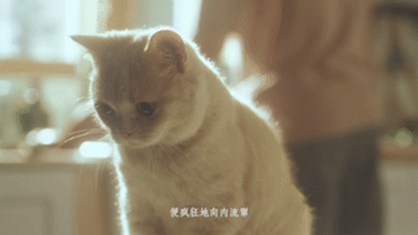 鑫迪木門安家節特輯：萬家燈火里的空巢青年