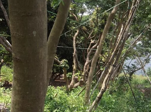 大自然家居：你見過比鐵還硬的木頭嗎？