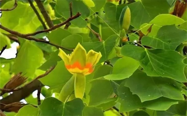 世界四大行道樹之一北美鵝掌楸，竟然有如此高的實用價值？
