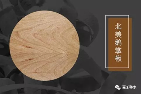 世界四大行道樹之一北美鵝掌楸，竟然有如此高的實用價值？