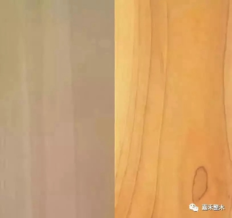 世界四大行道樹之一北美鵝掌楸，竟然有如此高的實用價值？