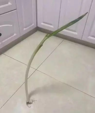兔寶寶木門：優質的木門，理由站得住