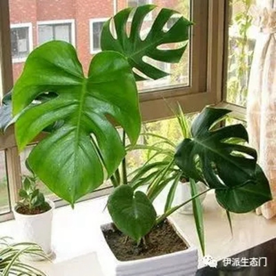 伊派生態門|為您科普居家必備各種植物大全