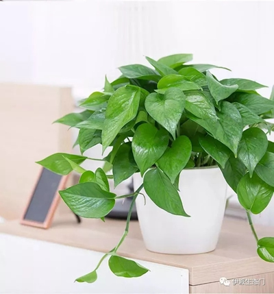 伊派生態門|為您科普居家必備各種植物大全