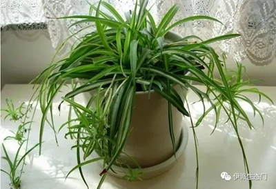 伊派生態門|為您科普居家必備各種植物大全