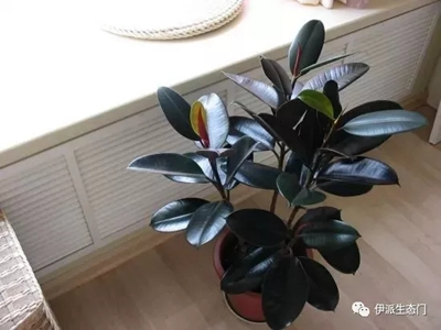 伊派生態門|為您科普居家必備各種植物大全