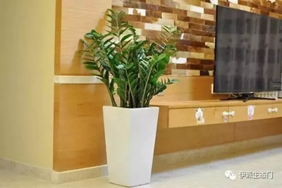 伊派生態門|為您科普居家必備各種植物大全