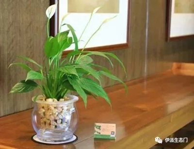 伊派生態門|為您科普居家必備各種植物大全