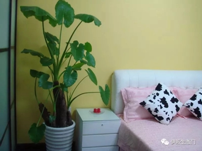 伊派生態門|為您科普居家必備各種植物大全