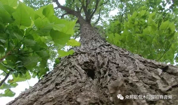 楸木稀缺情況，即將與門窗市場別離！