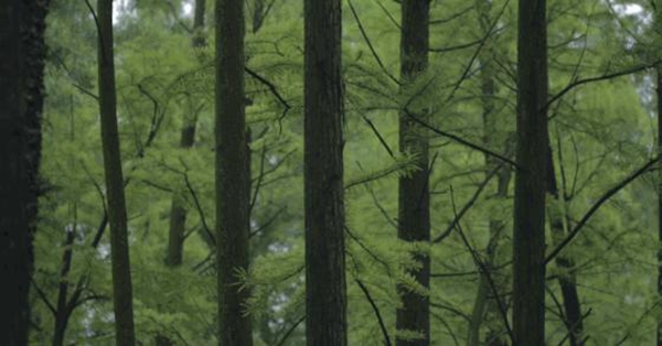 金雅居木門詮釋非凡品位，打造生活美學(xué)