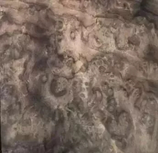 致盛木門：少木皮的分類小知識