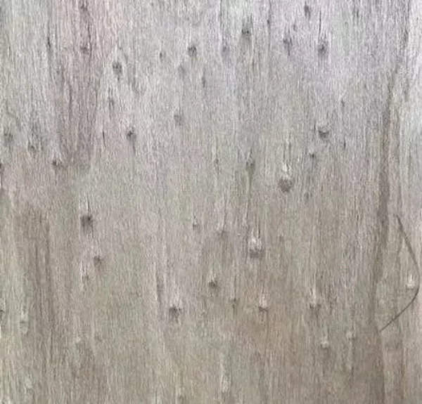 致盛木門：少木皮的分類小知識