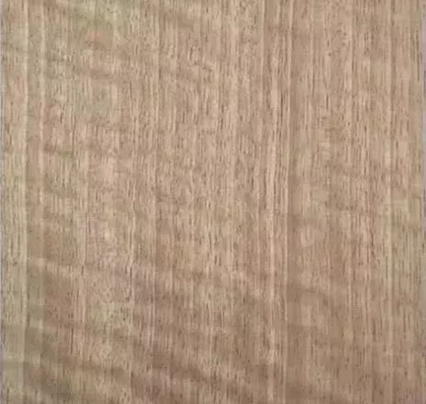 致盛木門：少木皮的分類小知識