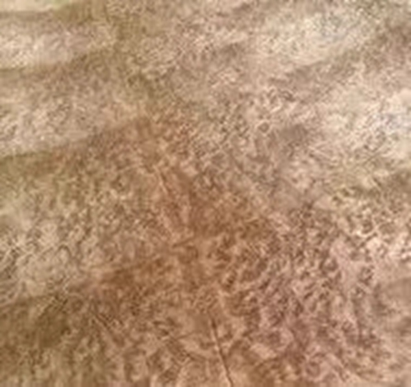 致盛木門：少木皮的分類小知識