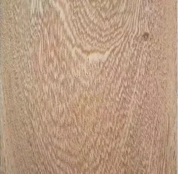 致盛木門：少木皮的分類小知識