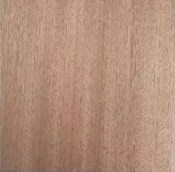 致盛木門：少木皮的分類小知識