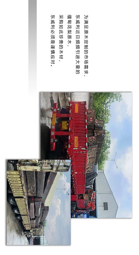 走進東威利整裝，探尋緬甸花梨