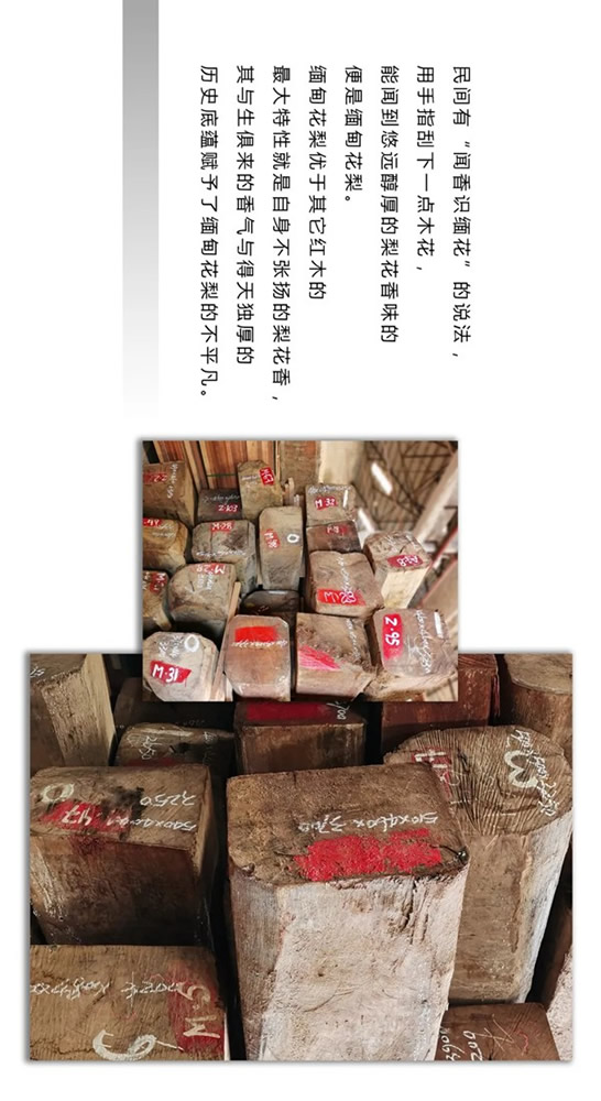走進東威利整裝，探尋緬甸花梨