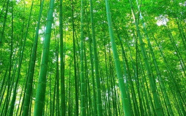 盈康世家木門以竹代木，開(kāi)啟你的“竹”生活！