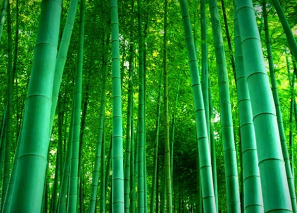 盈康世家木門以竹代木，開(kāi)啟你的“竹”生活！