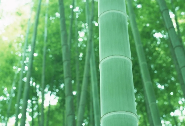 盈康世家木門：北緯30C°的竹木 守護家的安全