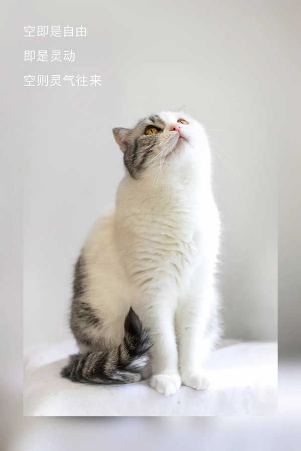 圖森整體木作：生活與貓 靈動可愛