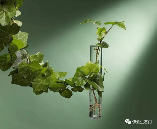 伊派生態門：綠色家居