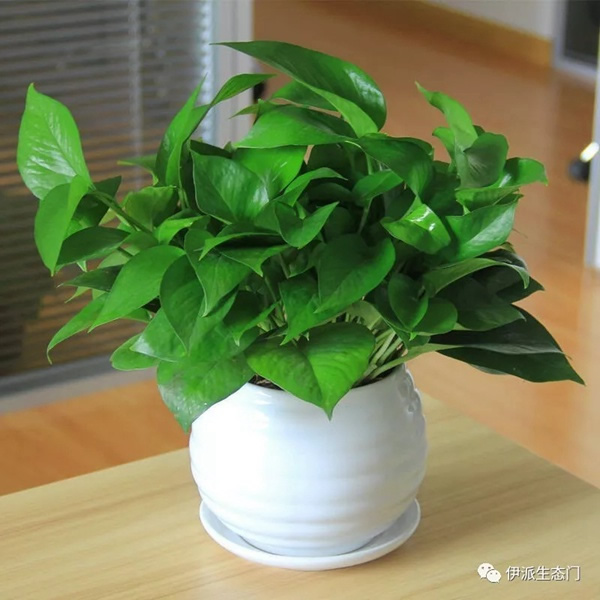 伊派生態門：綠色家居