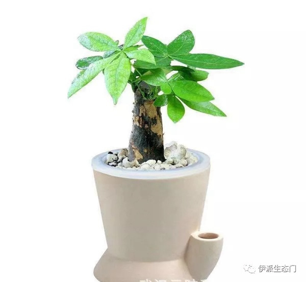 伊派生態門：綠色家居