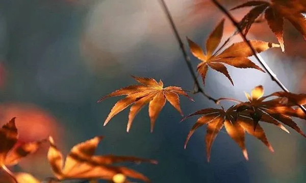 林源木門：轉眼間，秋分已至