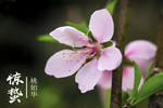 林源木業：驚雷始，萬物春