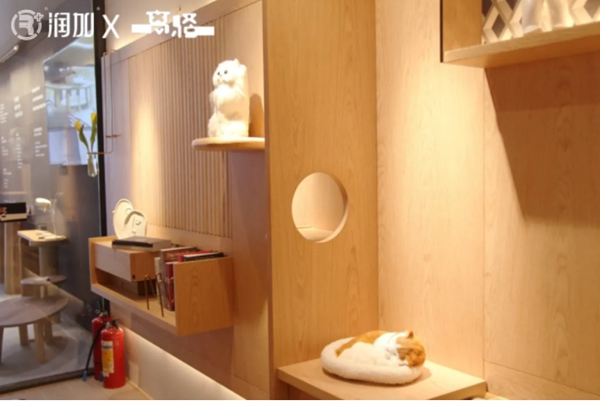 潤成創(chuàng)展：喵星人突襲 全新定義家裝“大趨勢”