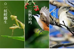 蔓茲堡木門，世界再大，也比不上家的時光