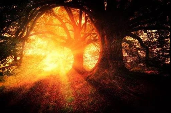 久盛地板愛木周 | 秋日，感受木帶來的溫暖