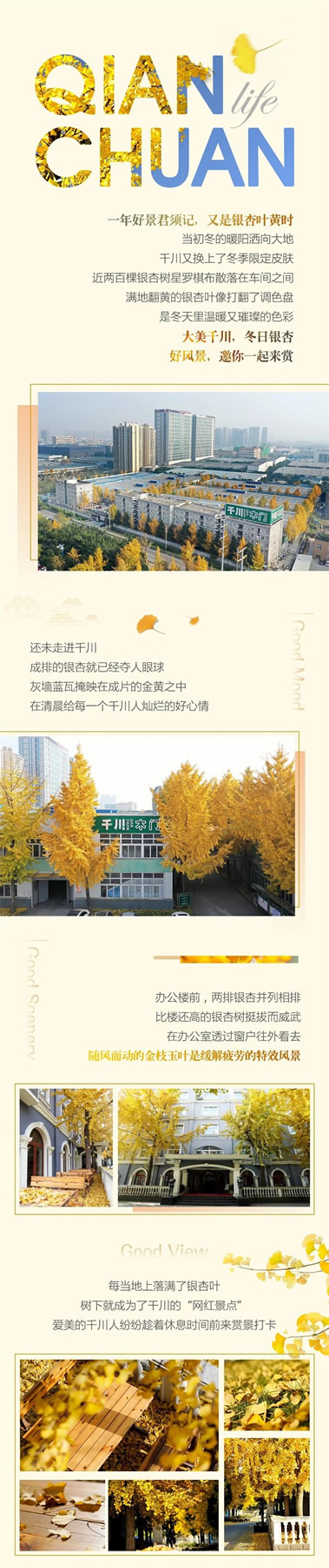 千川木門：冬日“杏”運，邀你一起來賞