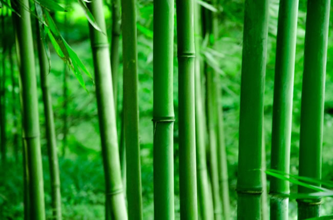 美尼美快裝定制 | 家里有娃必看！無醛竹香板，正在成為家居的隱形守護者